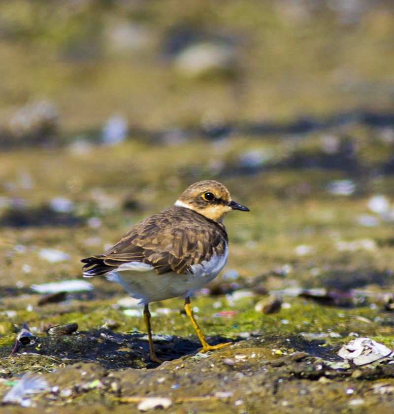 Little Ringed Plover