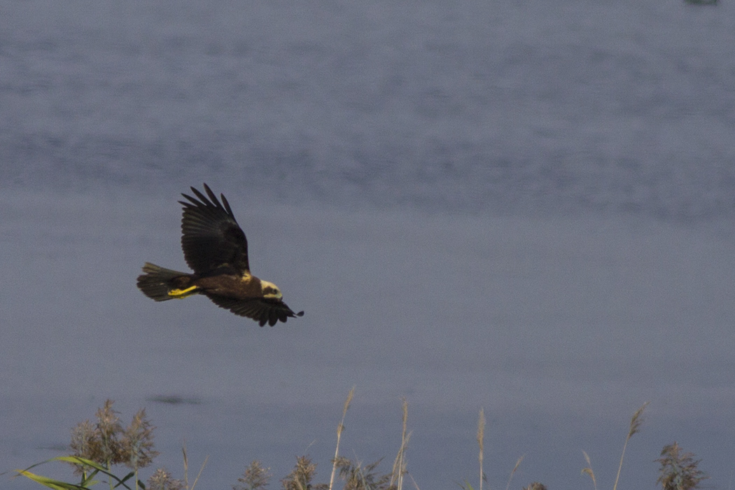 Western Marsh Harrier