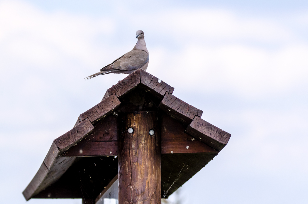 Eurasian Collared Dove