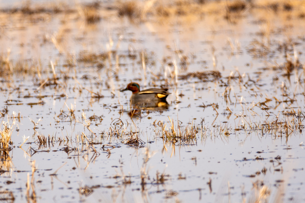 Eurasian Teal