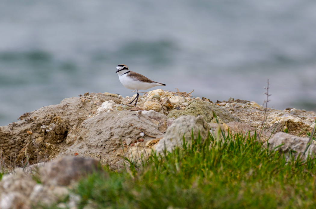 Kentish Plover