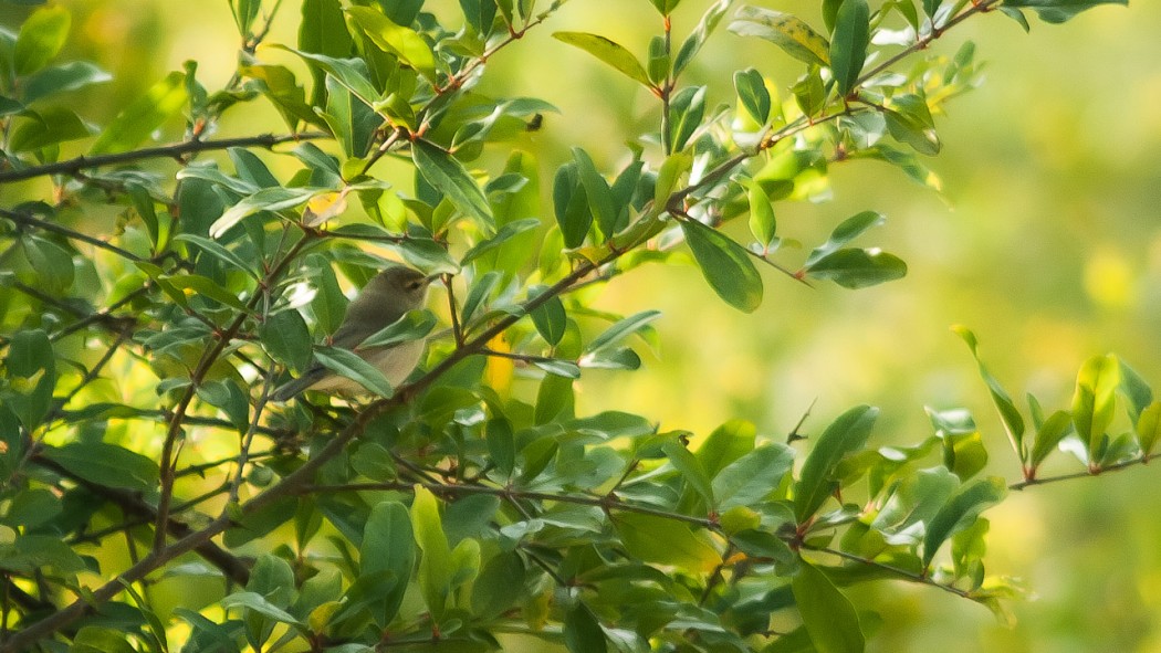 Common Chiffchaff