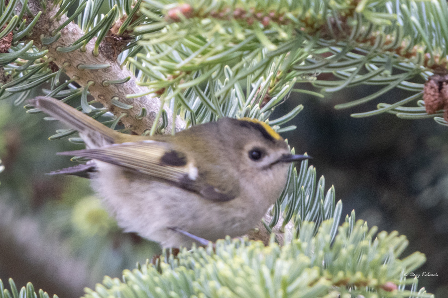 Goldcrest