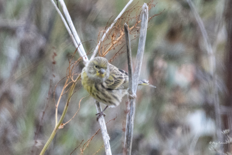 European Serin