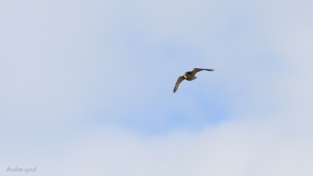 Eurasian Sparrowhawk