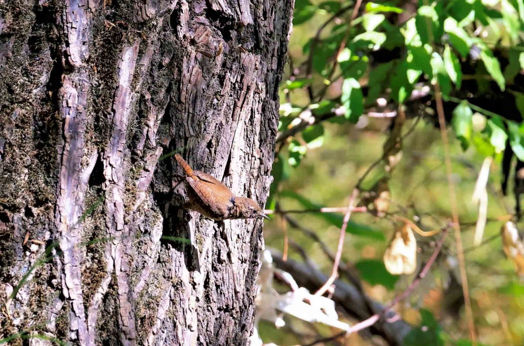 Eurasian Wren