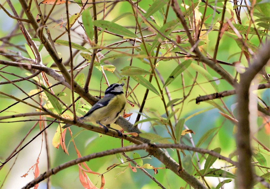 Eurasian Blue Tit