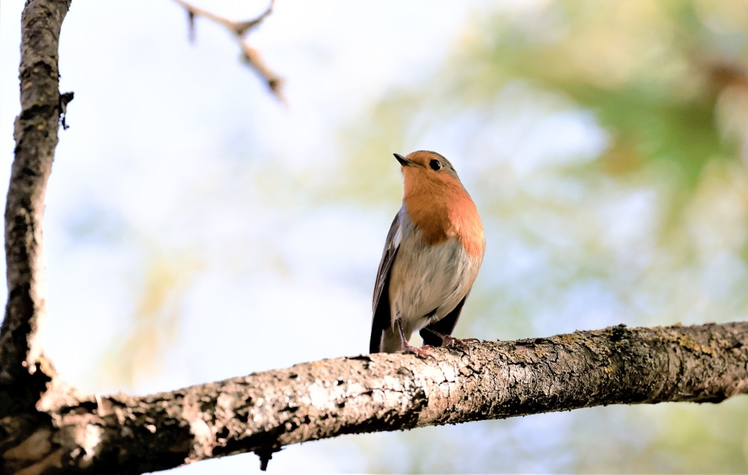 European Robin