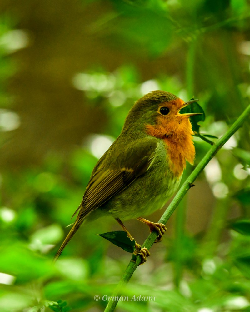 European Robin