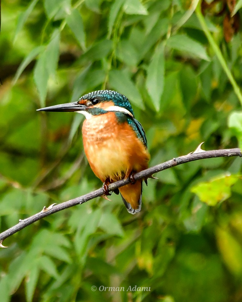 Common Kingfisher