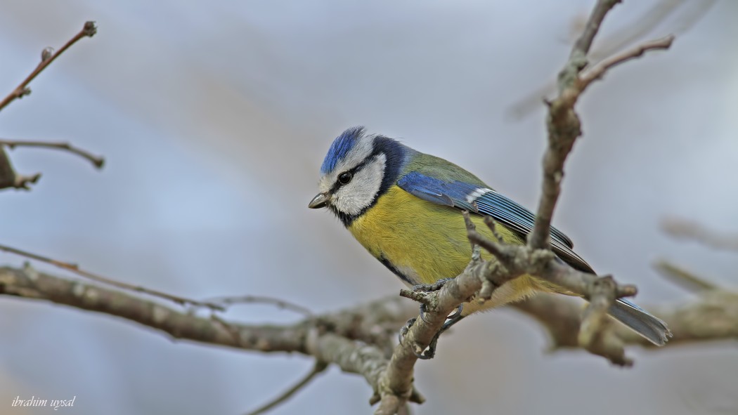 Eurasian Blue Tit