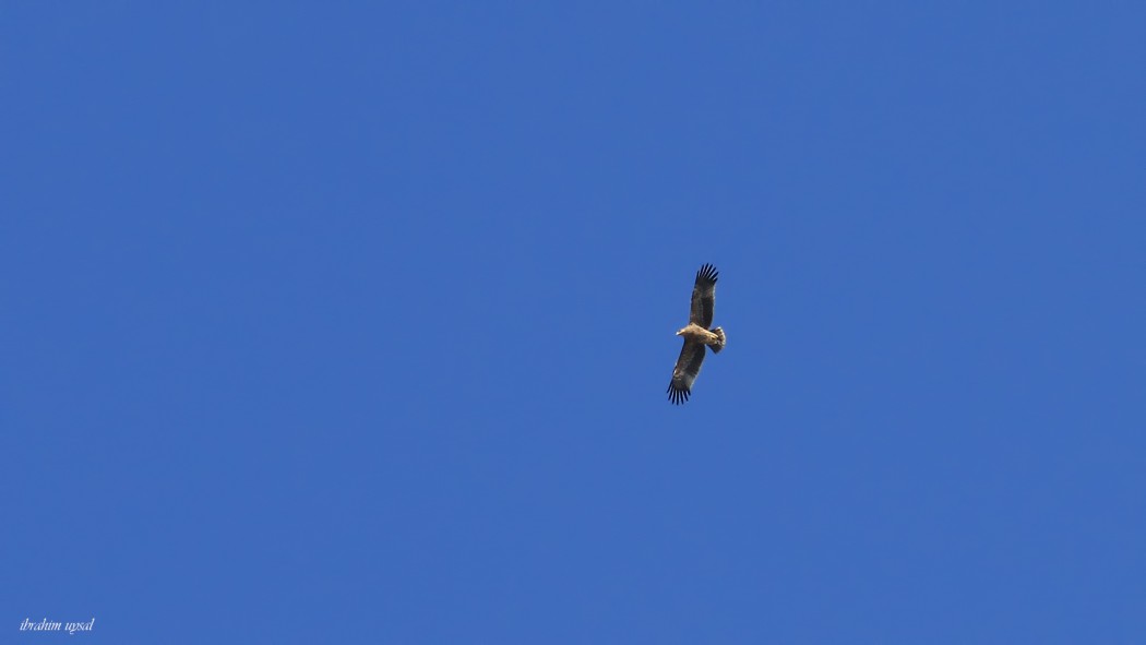 Eastern Imperial Eagle