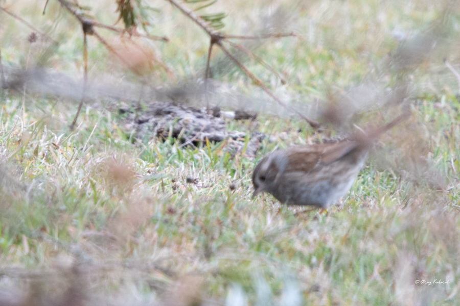 Dunnock