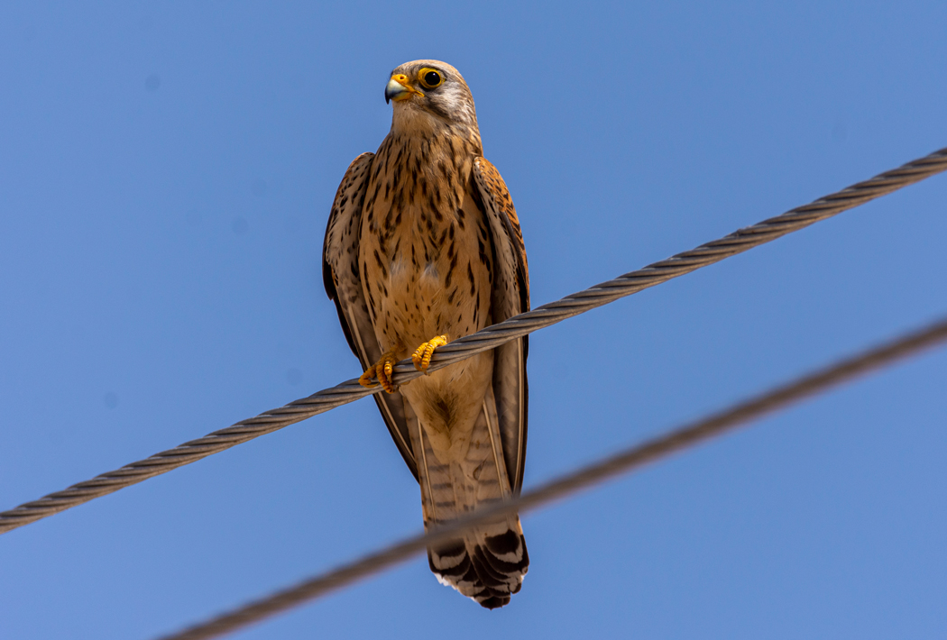 Lesser Kestrel