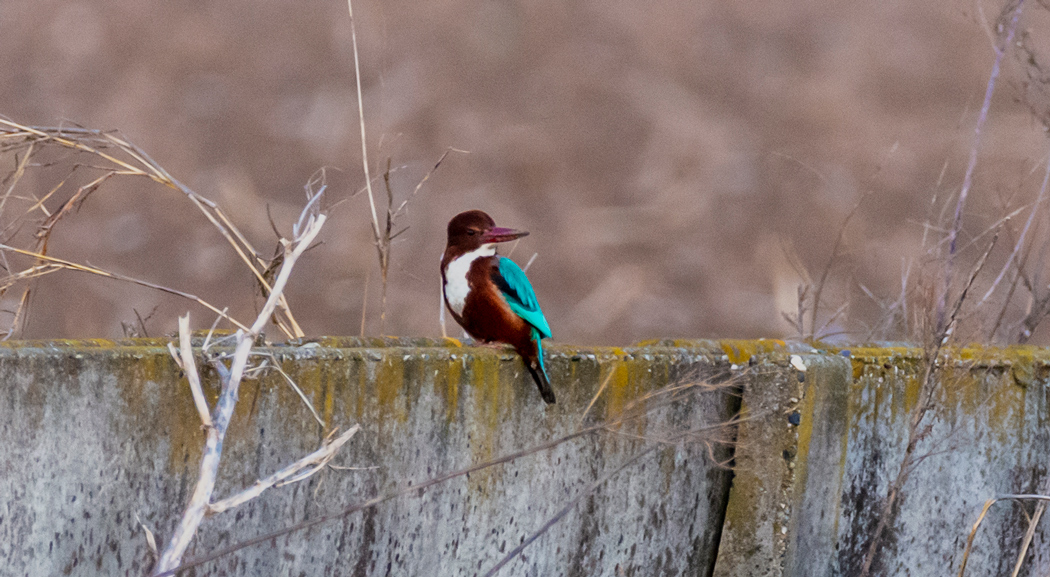 White-throated Kingfisher