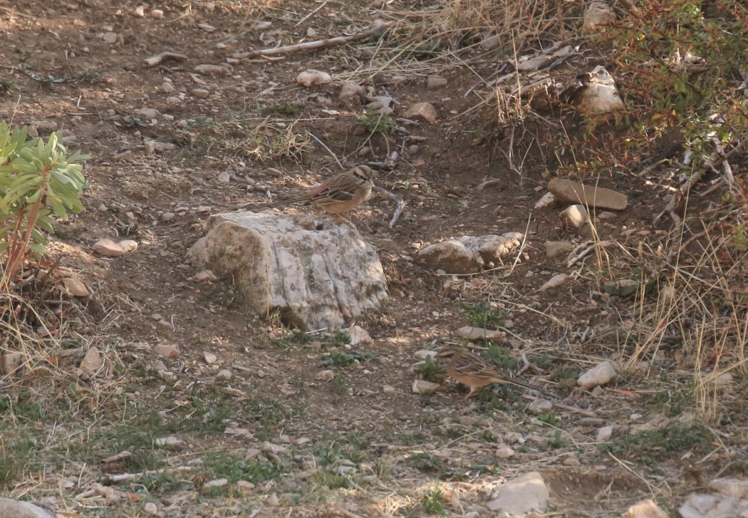 Rock Bunting