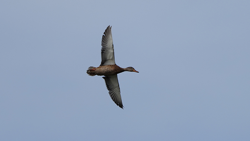 Mallard