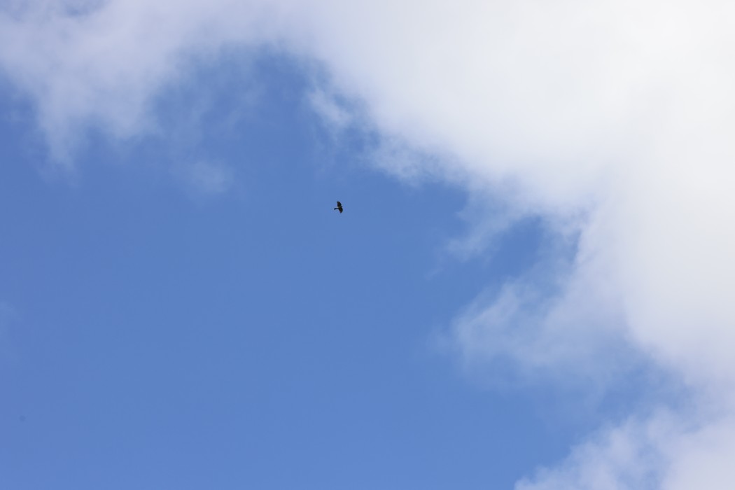 Eurasian Sparrowhawk