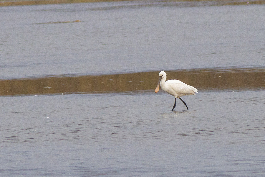 Eurasian Spoonbill
