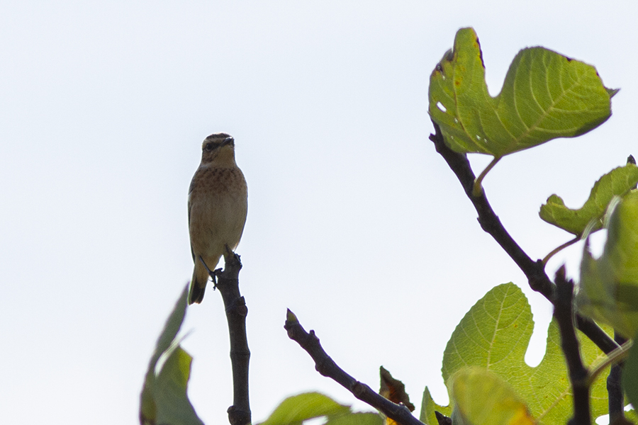 Whinchat