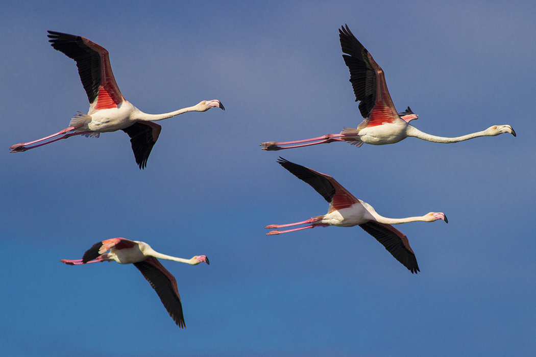 Greater Flamingo