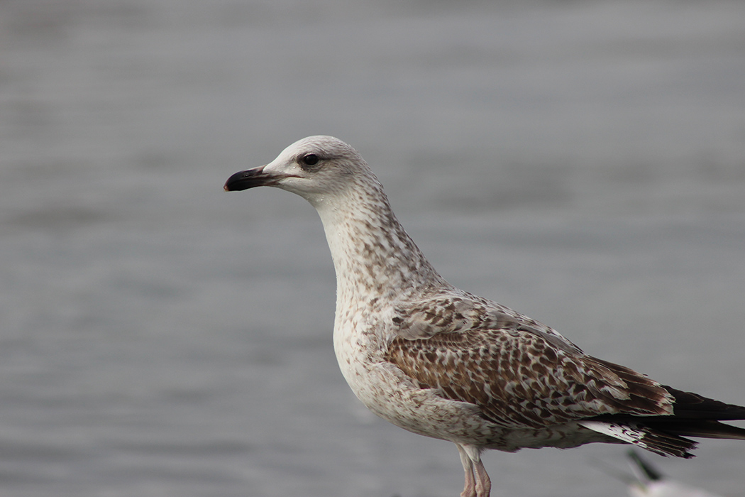 Yellow-legged Gull