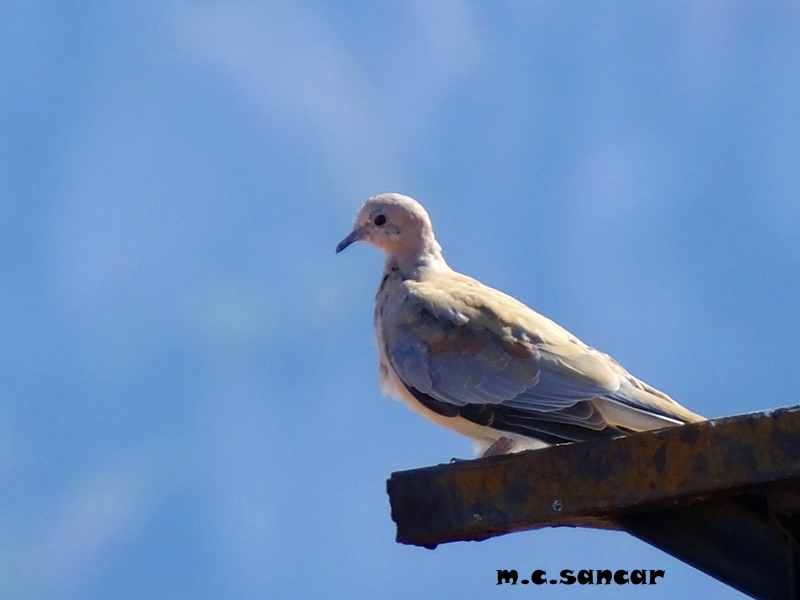 Laughing Dove