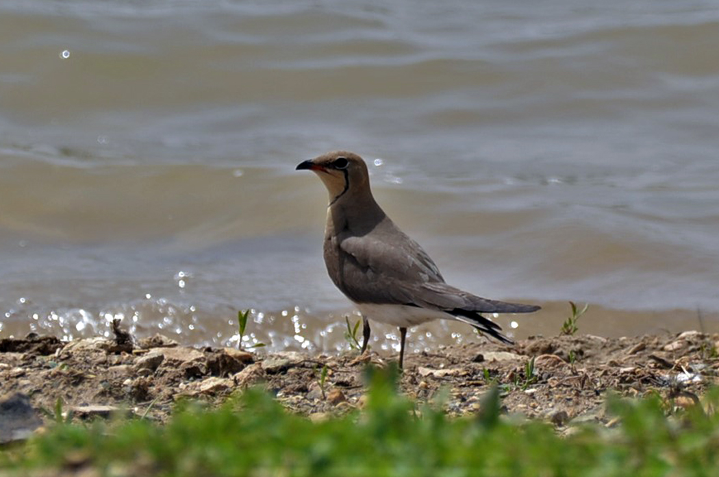 Collared Pratincole