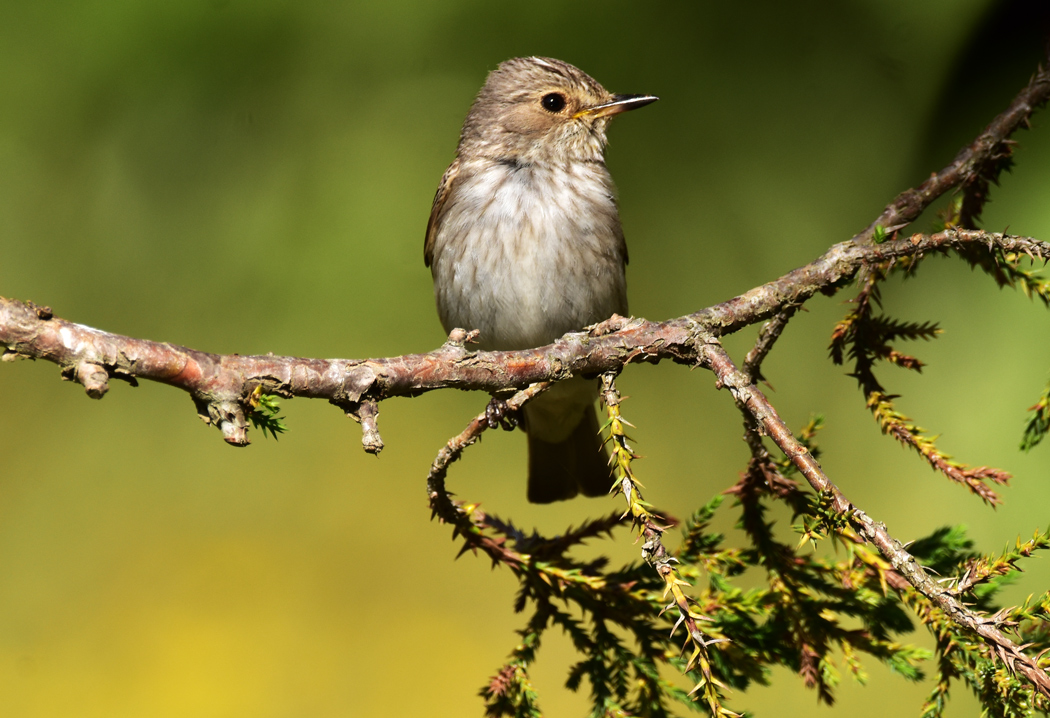 Spotted Flycatcher