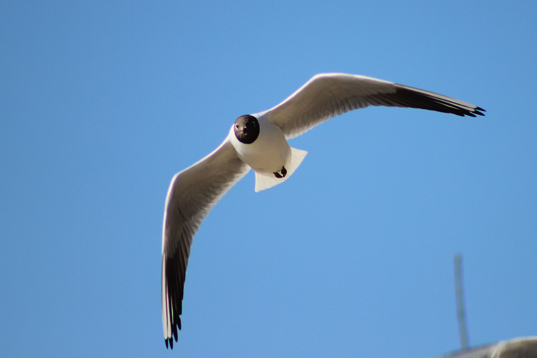 Black-headed Gull
