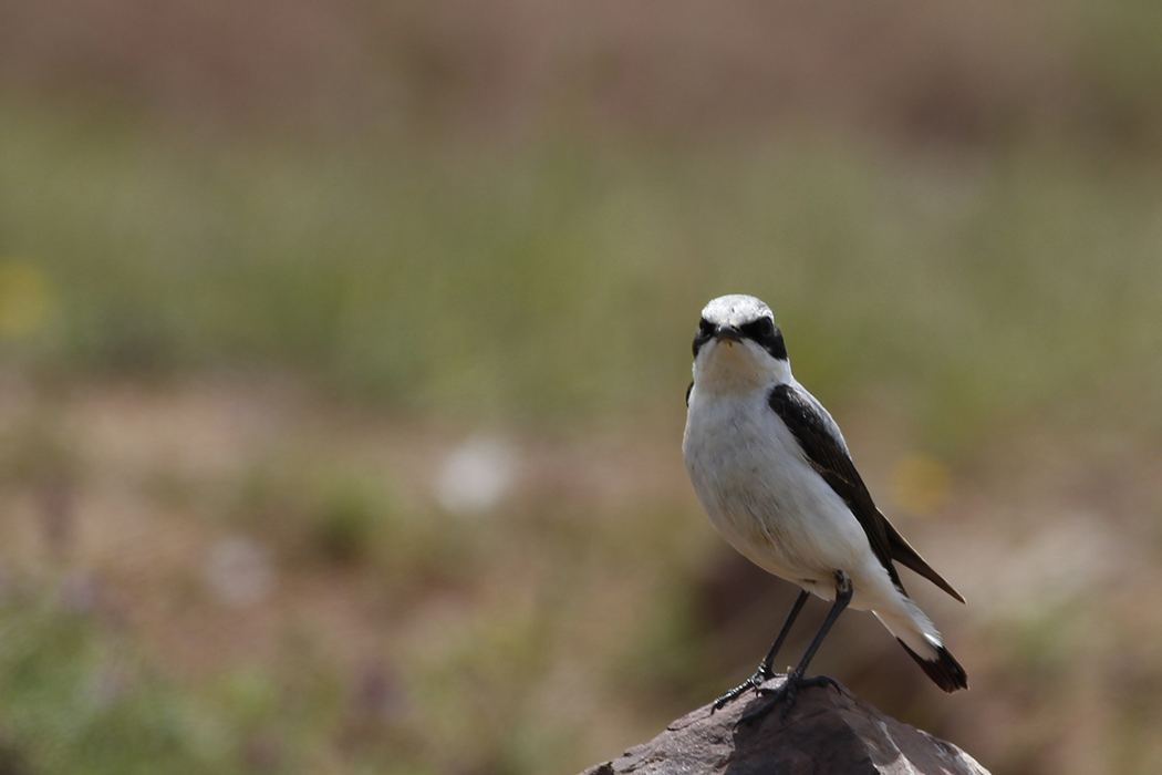 Black-eared Wheatear