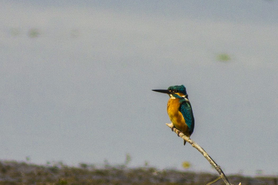 Common Kingfisher