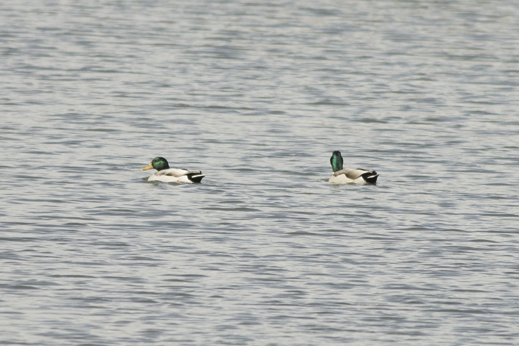 Mallard