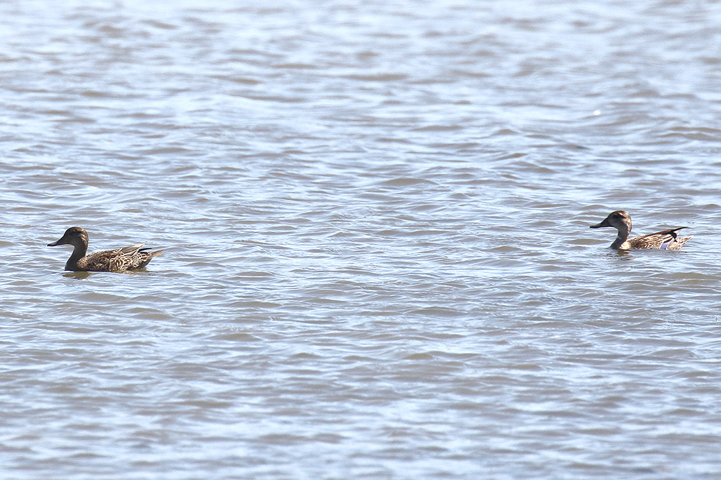 Eurasian Teal