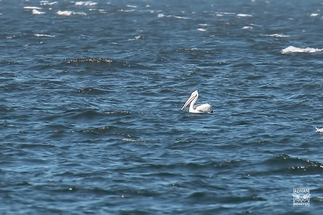 Dalmatian Pelican