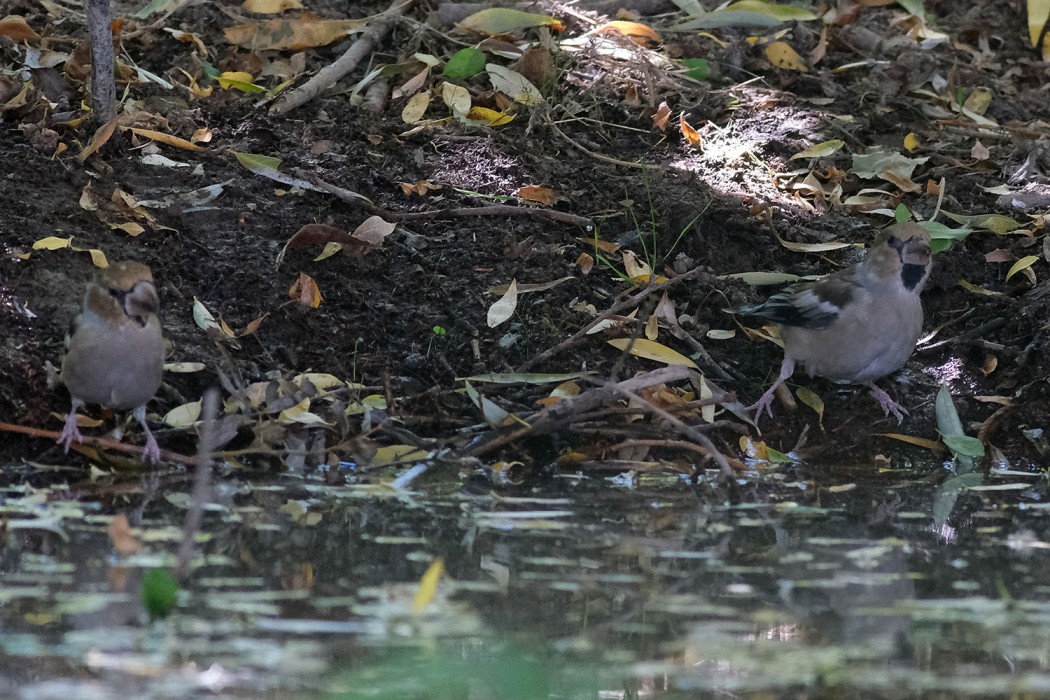 Hawfinch