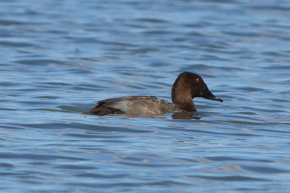Common Pochard
