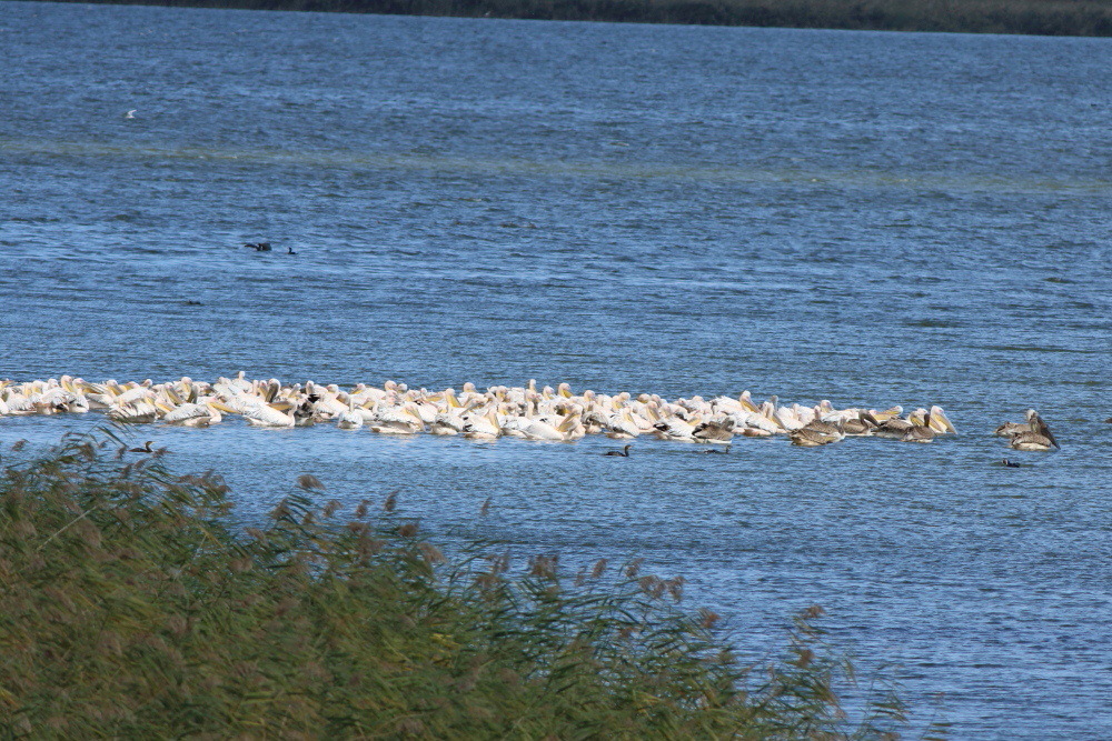 Great White Pelican