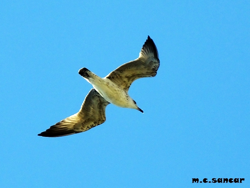 Yellow-legged Gull