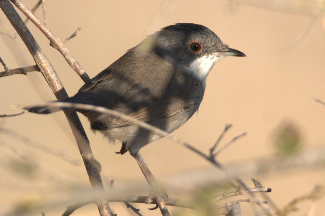 Sardinian Warbler