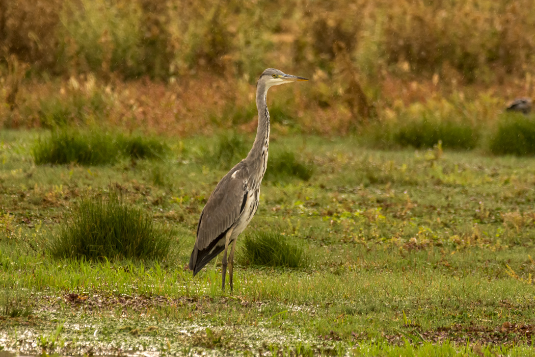 Grey Heron