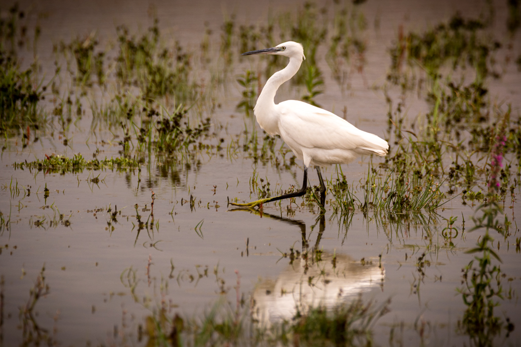 Little Egret