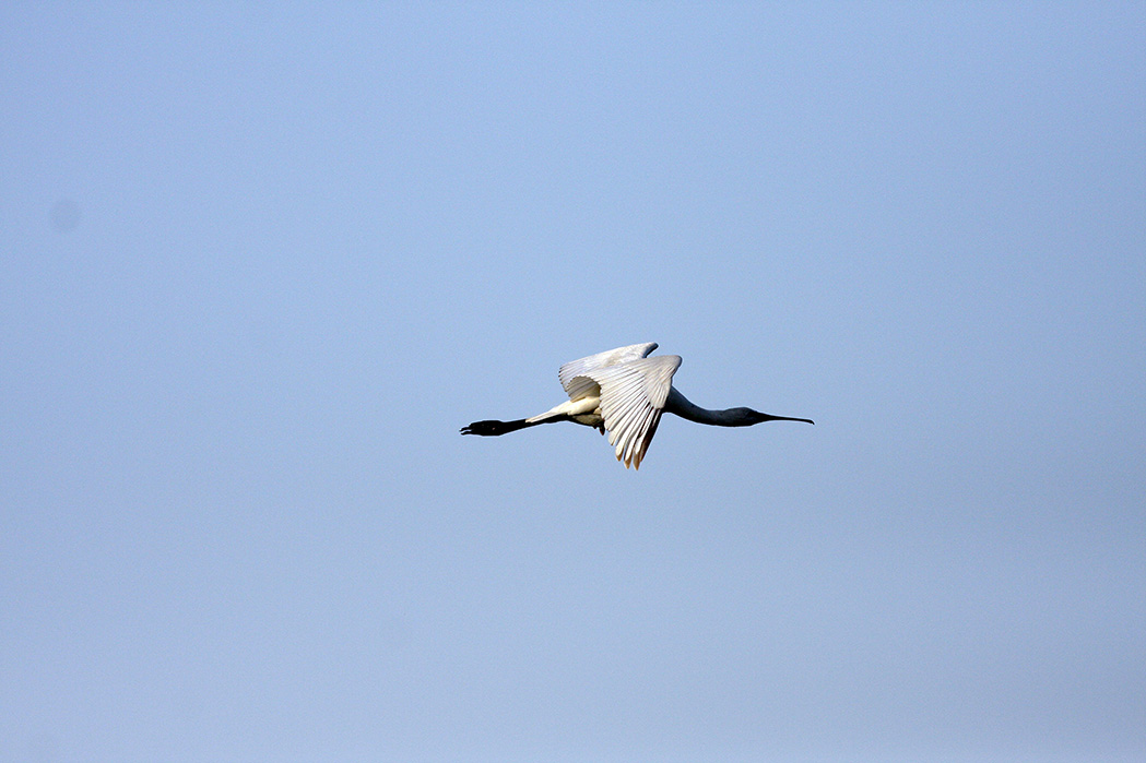 Eurasian Spoonbill