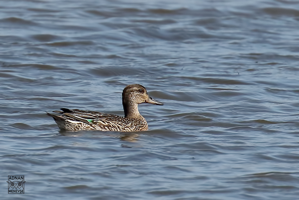 Eurasian Teal