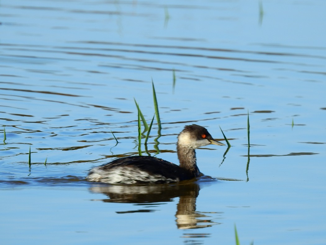 Black-necked Grebe