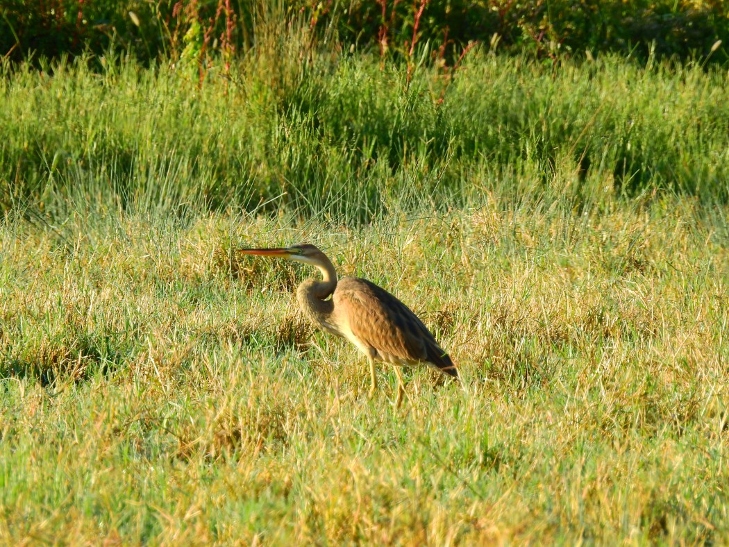 Purple Heron