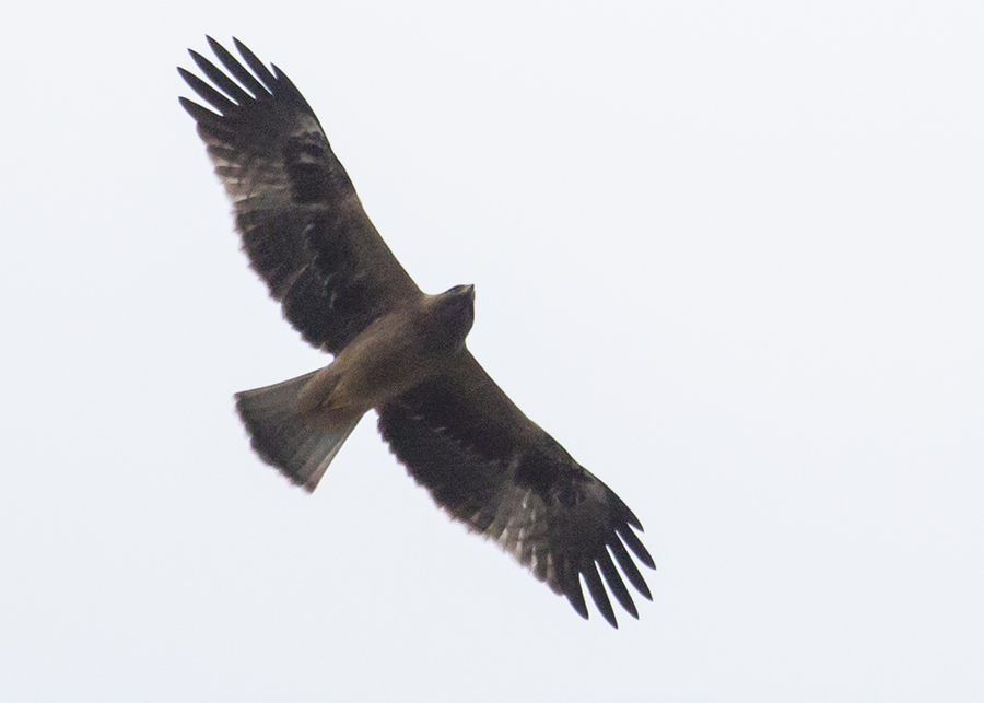 Küçük Kartal