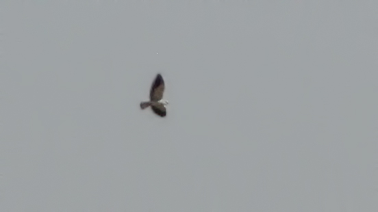 Black-winged Kite