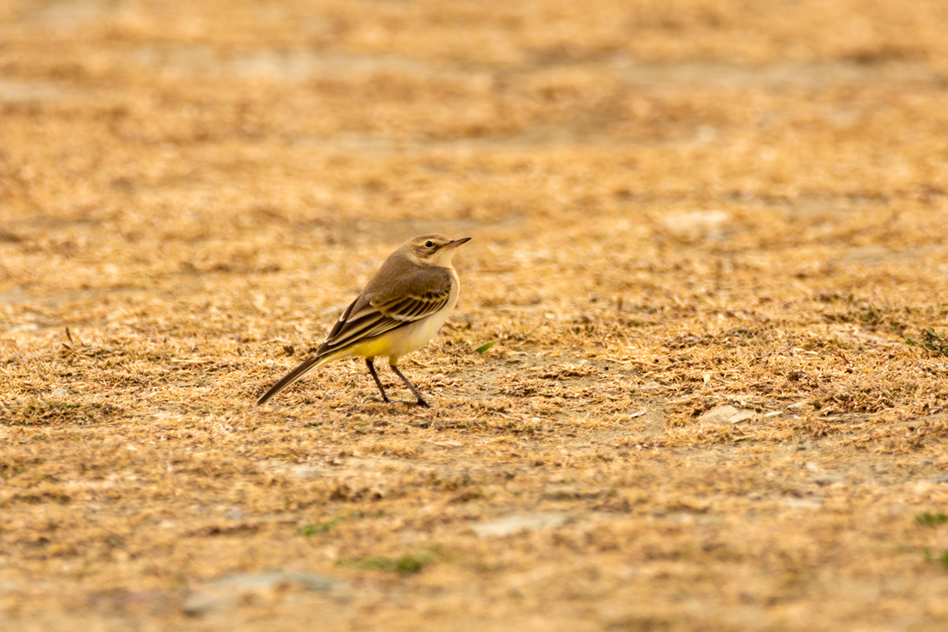 Western Yellow Wagtail