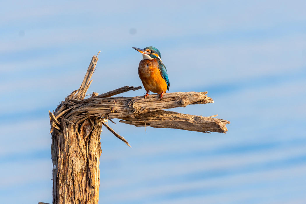 Common Kingfisher